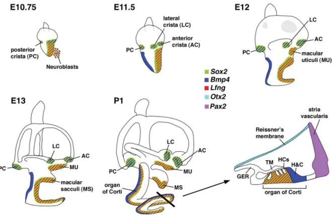 Fig. 3. Sensory organ formation in the mouse inner ear. At E10.75, Bmp4 and Lfng are expressed in subsets of cells within the larger Sox2-positive, neurosensory domain of the otocyst