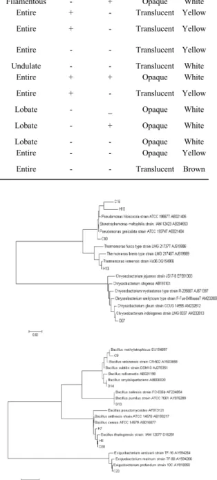 Fig. 2. Phylogenetic tree based on 16S rRNA gene sequences  showing the positions of isolated strains and type  strains
