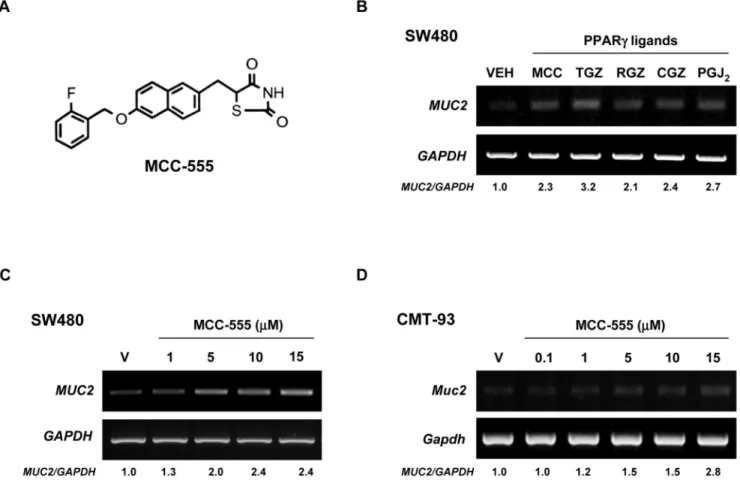 Figure 1. Increased expression of MUC2 by different PPARγ ligands in colorectal cancer cells