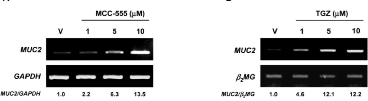 Figure 2. Increased expression of MUC2 in response to PPARγ ligands in NCI-H292 human lung cancer cells