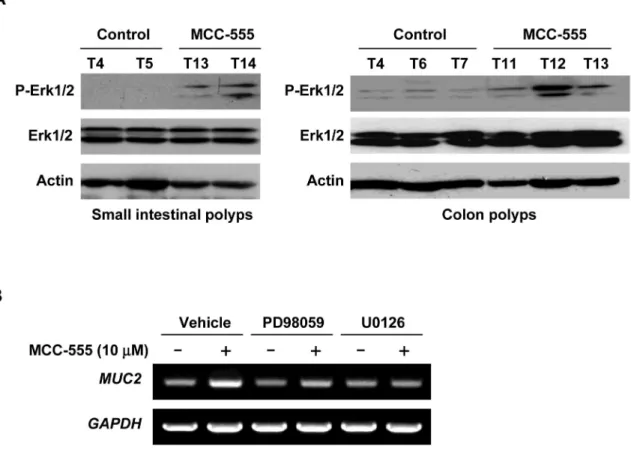Figure 6. The ERK pathway regulates MUC2 expression
