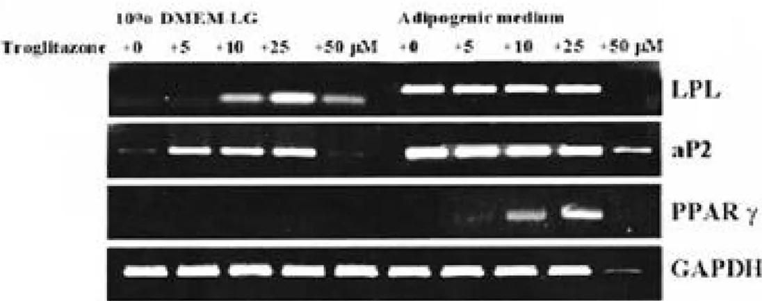 Fig. 3. Semi-quantitative reverse transcription-polymerase chain reaction (RT-PCR) analysis of human MSCs adipo-