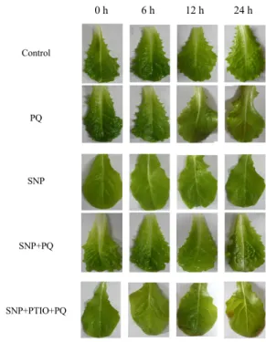 Table 1. Effect of SNP on the leaf growth of detached lettuce leaves exposed to paraquat