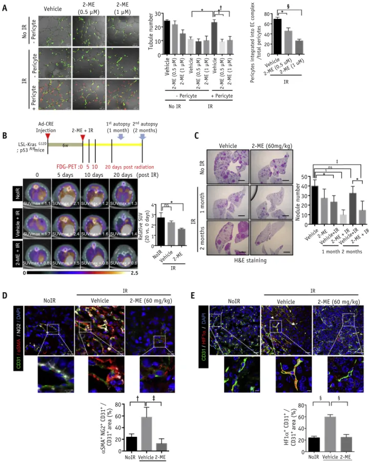 Fig. 3. 2-ME inhibits pericytes integration into endothelial cell (EC) and increases radio-response of spontaneous lung tumors, showing reduced tumor EndMT
