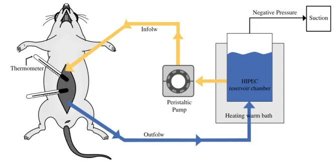 FIG. 1 HIPEC rat model
