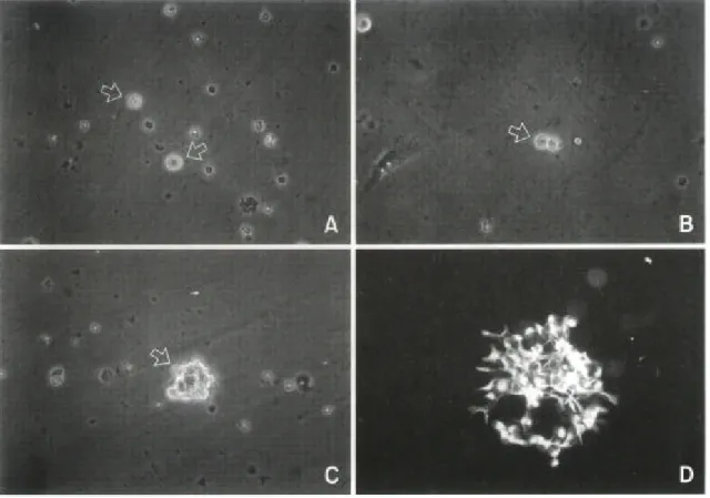 Fig. 1. Light microscopic appearance of EGF-responsive neuronal stem cells from newborn rat forebrains