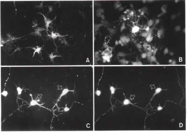 Fig. 2. Immunocytochemical characterization of different cellular types derived from EGF-responsive neuronal stem cells