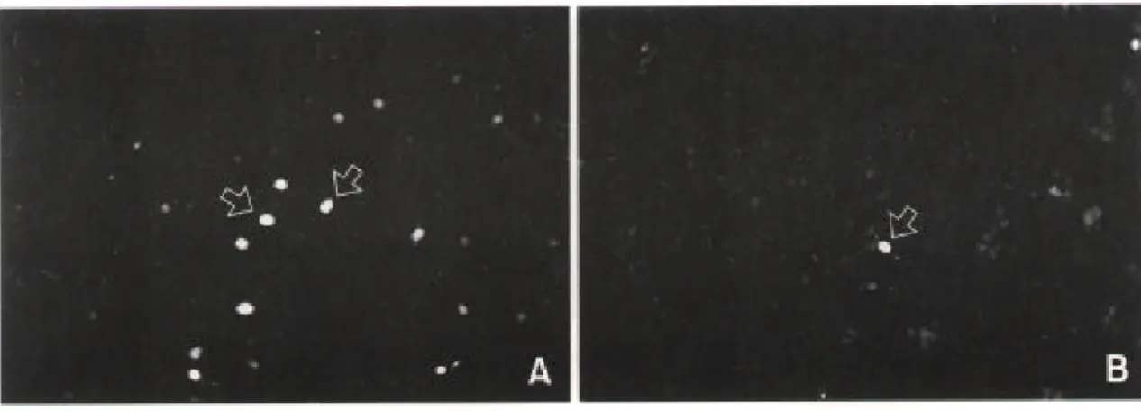 Fig. 3. Characterization of neuronal cells differentiated from EGF-responsive neuronal stem cells