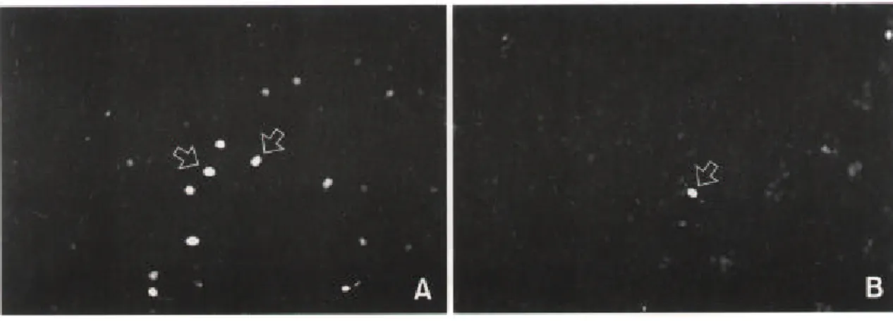 Fig. 3. Characterization of neuronal cells differentiated from EGF-responsive neuronal stem cells