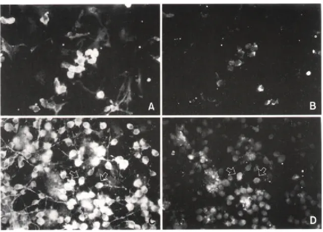 Fig. 4. Effects PDGF on neuronal cell differentiation from EGF-responsive neuronal stem cells