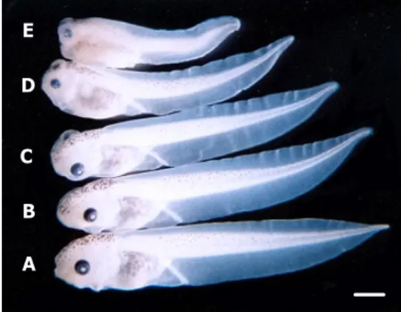 Fig. 2. The percentage of survivals and malformations in  Xenopus laevis. Blastula embryos were exposed to  difenoconazole for 96 hr at 24±0.5 ℃