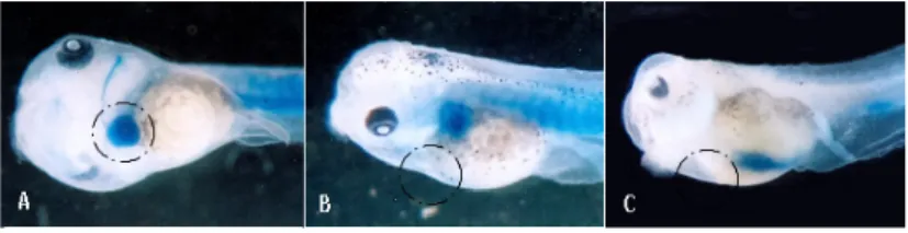 Fig. 6. Benzidine blood stained tadpoles of Xenopus laevis exposed to difenoconazole and control at the blastula  stage