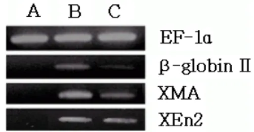 Fig. 10. Gene expression by RT-PCR of incubated animal  cap explants (presumptive ectoderm)