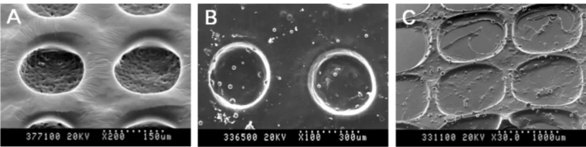 Figure 2. SEM images of PEG hydrogel micro-well arrays for different pore sizes: (A) 200  µm; (B) 300 µm; and (C) 500 µm diameters.