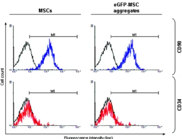 Figure 5. Phenotypic analysis of MSCs surface markers. MSCs and eGFP-modified MSC aggregates were stained for different selectable markers (positive: CD90, blue; negative: CD34, red)