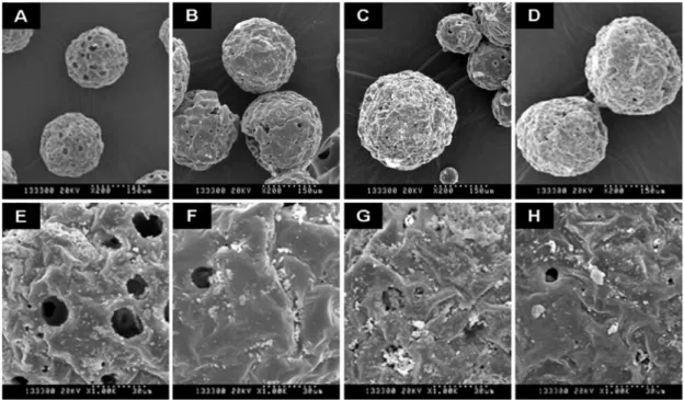 Table 1. Encapsulation efficiency and burst effect of EGCG-loaded PLGA microparticles.