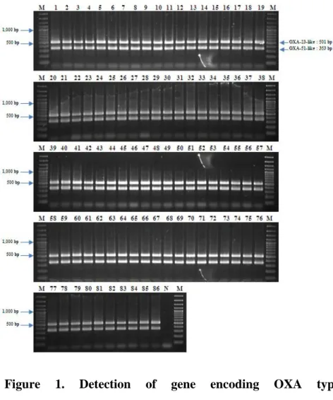 Figure  1.  Detection of gene encoding OXA type 