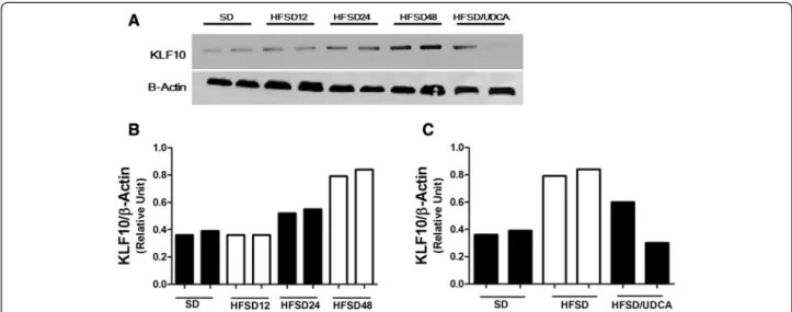 Figure 3 Changes in KLF10 protein. Western blot analysis of KLF10 was performed with β-actin antibody as a loading control