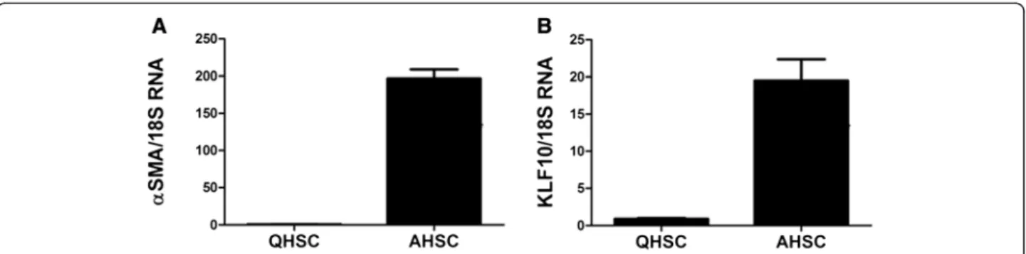 Figure 6 Expression of KLF10 in activated hepatic stellate cells (HSC). Primarily cultured HSCs were placed on a plastic dish for 7 days in order induced culture stimulated activation (AHSC)