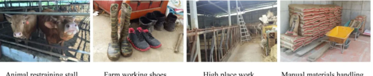 Fig. 4. Examples of Korean native cattle housing environment.