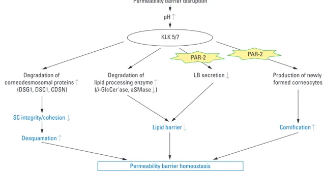 Fig. 1. Role of serine proteases in the epidermal permeability barrier homeostasis. aSMase, acid sphingomyelinase;  β-GlcCer’ase, β- β-glucocerebrosidase; CDSN, corneodesmosin; DSC, desmocollin; DSG, desmoglein; KLK, kallikrein; LB, lamellar body; PAR-2, p