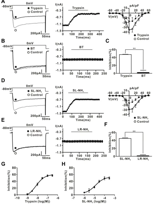 Fig. 1. PAR-2 agonists inhibit I Ca in  rat CG neurons. (A) Left, a  repre-sentative trace of ICa in the presence  (●) and absence (○) of 30 nM  tryp-sin