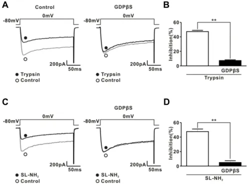 Fig. 2. Effect of GDP S on PAR-2 ago- ago-nist-induced ICa inhibition. (A) Left, a  rep-resentative trace showing the effect of  trypsin (30 nM) on ICa