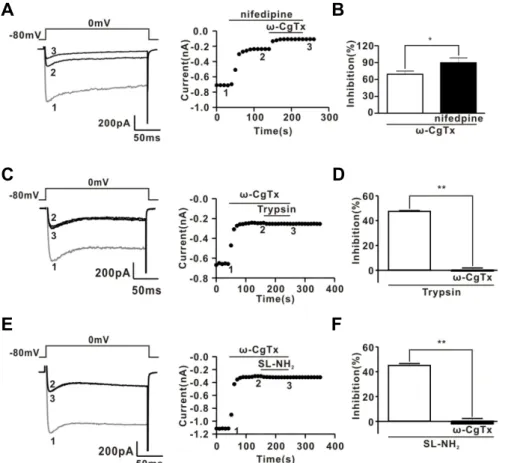 Fig. 3. Effect of  -CgTx on ICa and PAR- PAR-2 agonist-induced ICa inhibition. (A) Left,  a representative trace showing the  effect of consecutive application of  -CgTx (1 M) and nifedipine (1 M) on  ICa