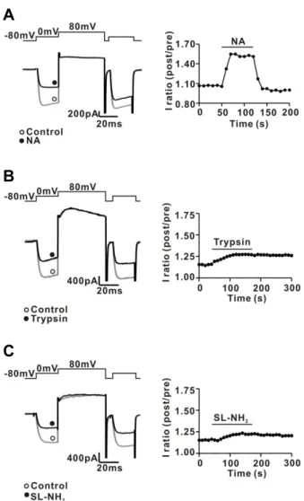 Fig. 4. Characteristics of PAR-2 agonist-induced I Ca inhibition in rat  CG neurons. (A) Left, a representative trace of ICa inhibition by NA (1  M) application