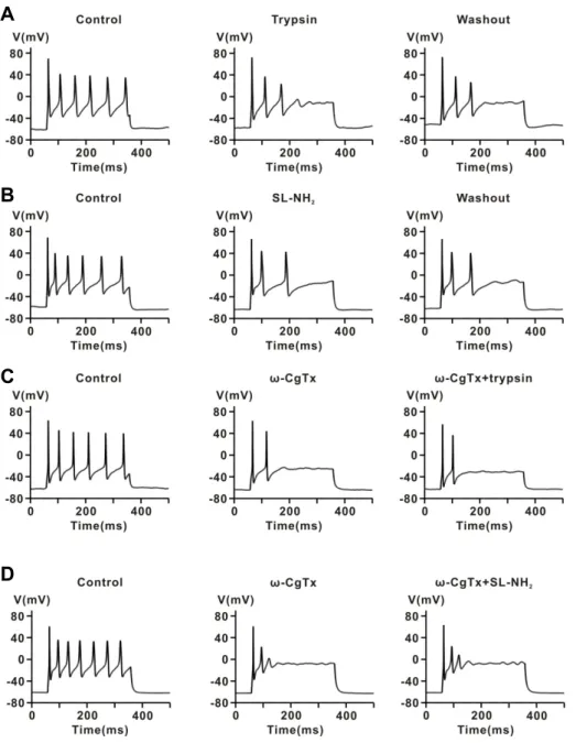 Fig. 5. Effect of a PAR-2 agonist on 