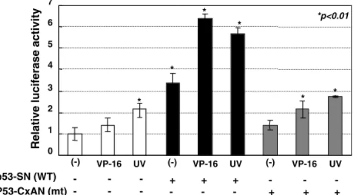Fig. 2. The eﬀects of p53 on TP promoter activity. P53-null Saos-2 cells were co-transfected with a wild-type (WT) or mutant (mt)  p53-expressing plasmid and luciferase plasmid DNA using Lipofectamine
