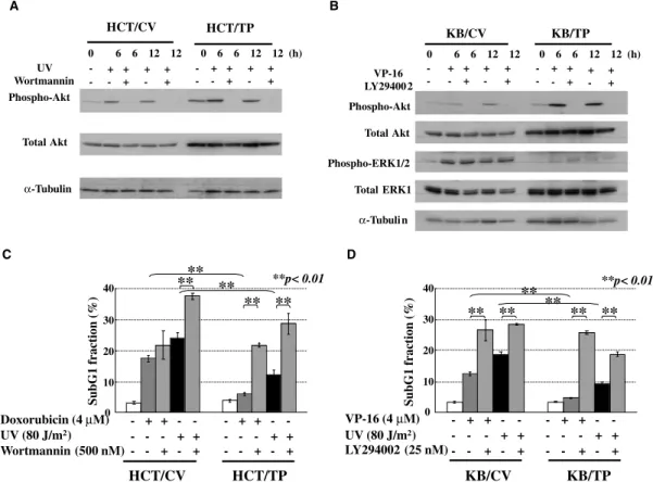Fig. 8. TP-associated cytoprotection against DNA damage is dependent on the PI3-kinase/Akt pathway