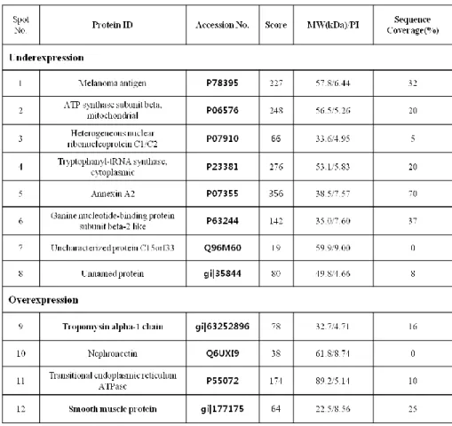 Table  1.  Differentially  expressed  protein  spots  between  megaureter  and  control SMCs   