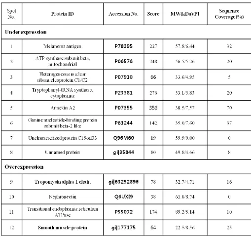 Table  1.  Differentially  expressed  protein  spots  between  megaureter  and  control SMCs   