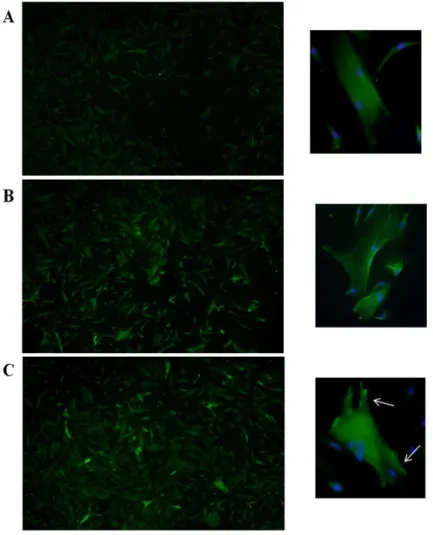 Figure 7. Representative photographs of immunocytochemical analysis of  TPM1  protein  expression