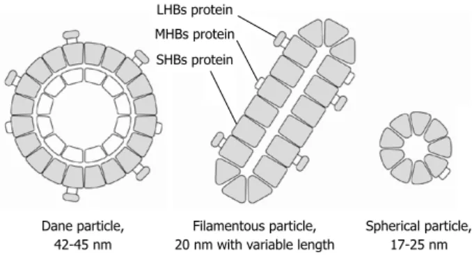 Figure 1  Schematic model of hepatitis B surface antigen structure. Three  forms of hepatitis B surface (HBs) antigen (Dane particle, filamentous particle,  and spherical particle) are visualized in serum by electron microscopy