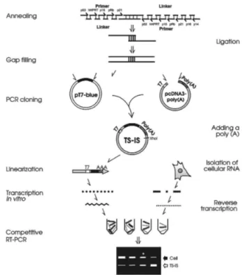 Fig. 1. A flow chart showing the generation and use of the tu- tu-mor suppressor-internal standard (TS-IS) construct for the  quan-tification of tumor suppressor mRNAs by poly-competitive  RT-PCR assay