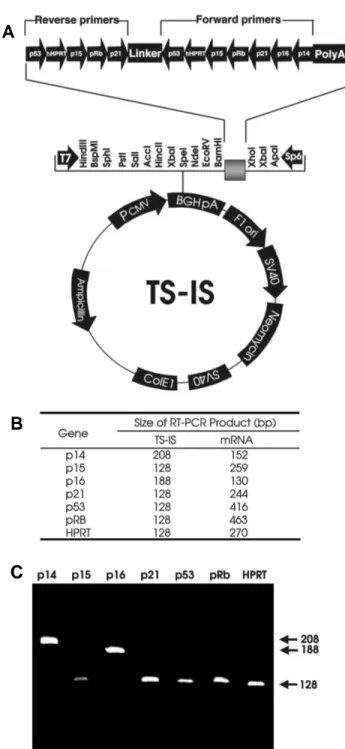 Fig. 2. A pcDNA3-TS-IS-poly(A) vector efficiently synthesizes  the internal competitive standard RNA to quantify the  expres-sion of  tumor suppressor genes