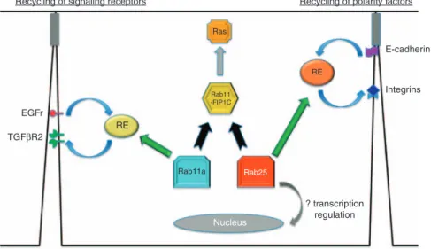 Figure 1 A scheme for regulation of transformation and cell polarity by Rab25. The figure shows the possible interactions of vesicle recycling through recycling endosomes (RE) of either signalling receptors (on the left) or polarity-related proteins (on th