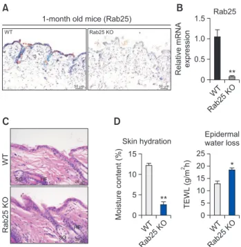 Fig. 1.  Histopathological and physiological features of skin in 