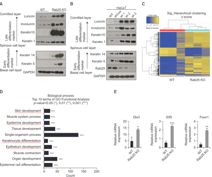 Table 1), confirming the key role played by Rab25 in epider- epider-mal differentiation