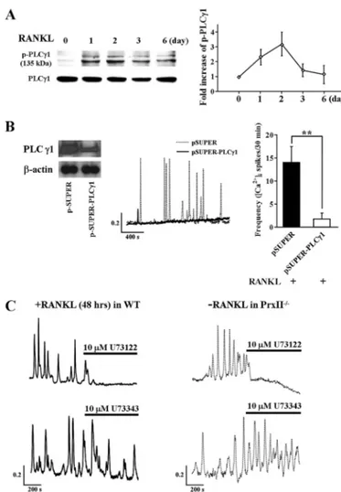 FIGURE 2. Autonomous [Ca 2ⴙ ] i oscillation by RANKL-independent generation of ROS and Rac1 activation via RANKL signaling pathway