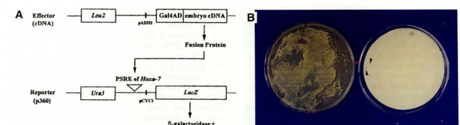 Figure  1.  Strategy  for  screening  effectors  through  their  interaction  with  the  PSRE  of  the  H oxa - 7  gene