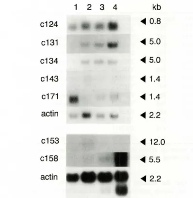 Figure  3.  Stage-specific  express i on  of  putative  factors  in- in-ter acti ng  wit h  PSRE 