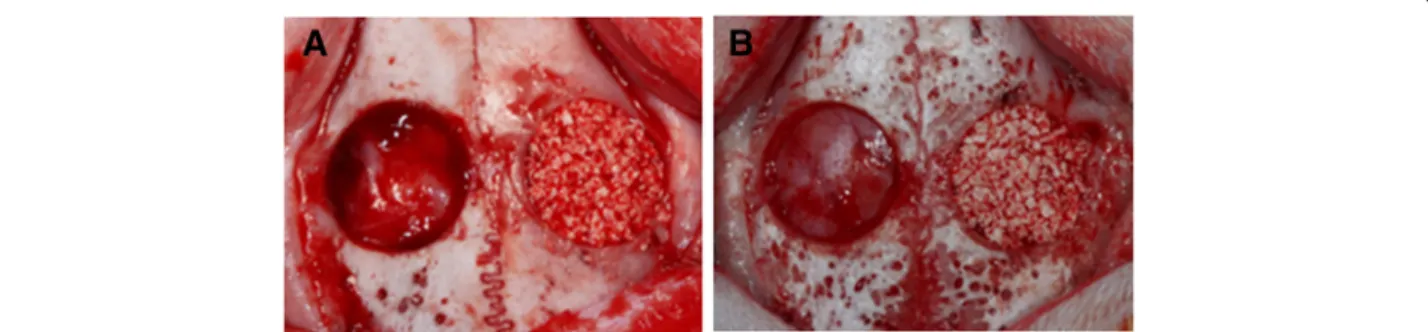 Fig. 1 Two circular intraosseous defects of 8 mm diameter were made in each rabbit calvarium
