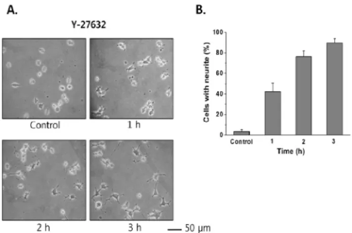 Fig. 1. Y-27632 caused neuronal differentiation of PC12 cells  in a time-dependent manner
