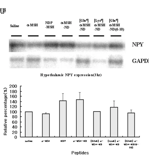Fig. 6 RT-PCR analysis for hypothalamic mRNA expression levels of  MCH, AGRP and NPY after  3hr of administration of melanocortin  analogues
