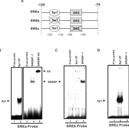 Figure 4 Binding of Sp1 and SREBP-1 to the GLUT4 promoter