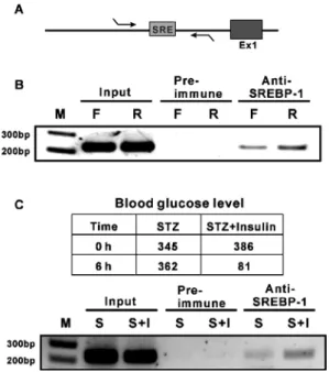 Figure 7 SREBP-1c binding to putative GLUT4-SRE is increased by refeeding and insulin treatment in vivo