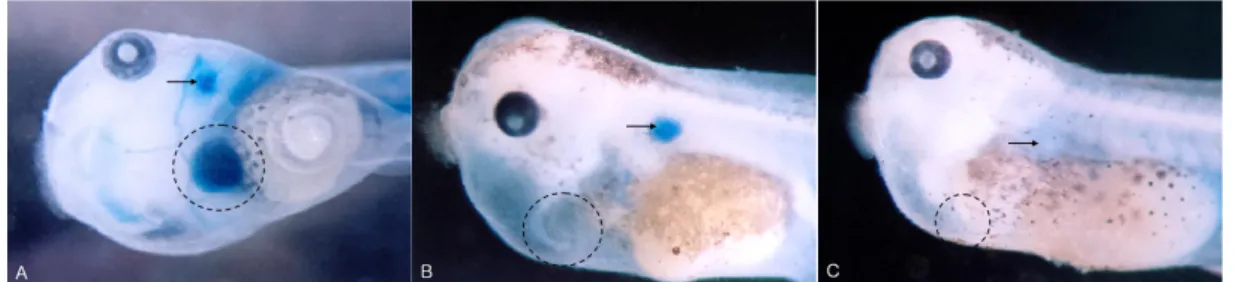 Fig. 6. Benzidine blood stained tadpoles of Xenopus laevis exposed to tebuconazole and control